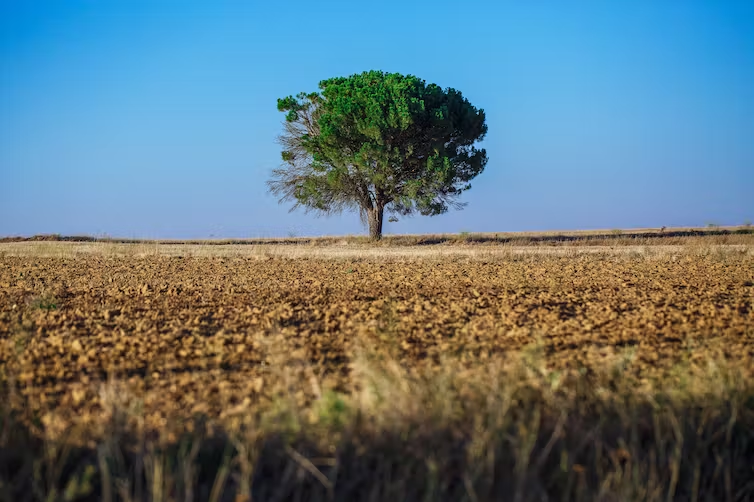 Trees Can Make Farms More Sustainable