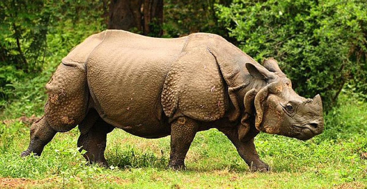 Assam rhino Kaziranga