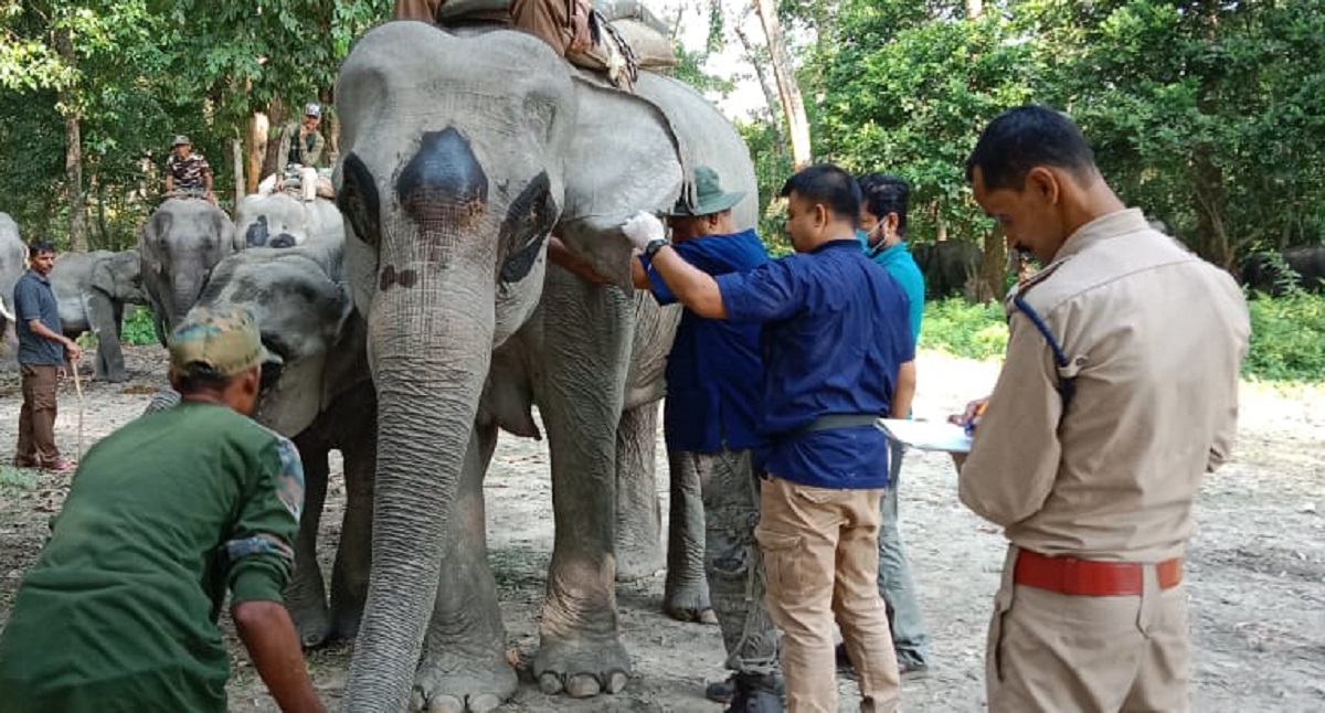 Centre unveils new rules for captive elephant transport & wildlife