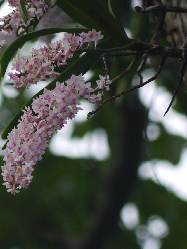 The Cultural Significance of Kopou Phool in Assamese Society ...