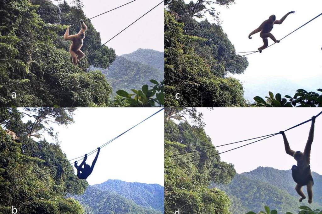 4_Hainan-gibbon_ACB-crossing_China_Chan-etal-2022-1200x800