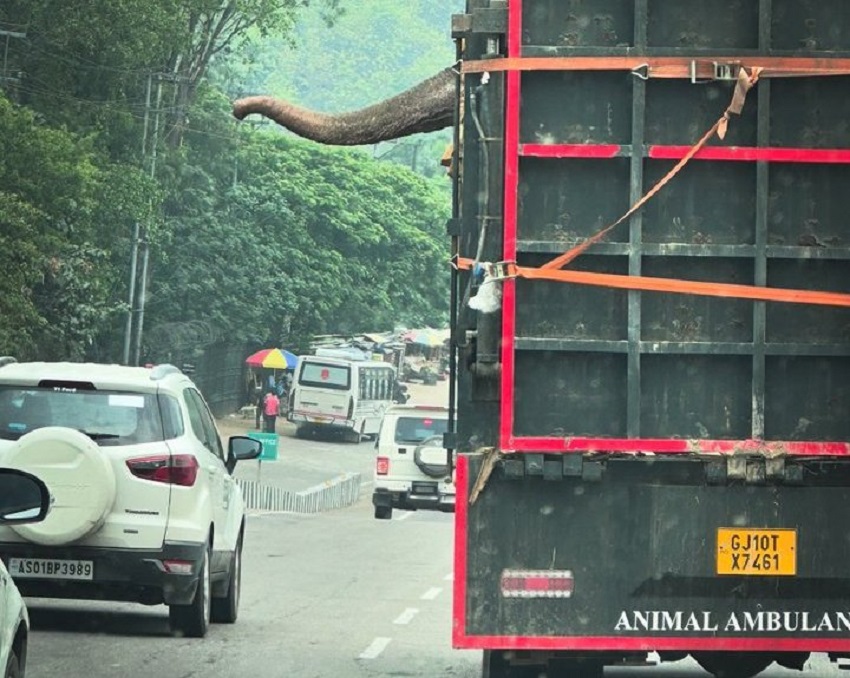 Assam: Two elephants detained in Manas National Park while en route to ...