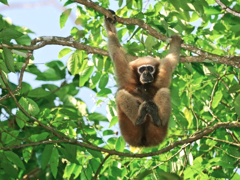 Assam youth bodies oil exploration at Gibbon Sanctuary