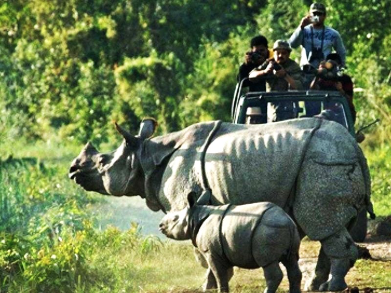 Assam Manas National Park to reopen for tourists