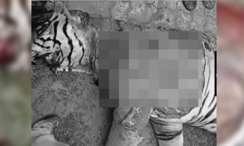 阿萨姆人：武装人群杀死戈拉格哈特的皇家孟加拉虎