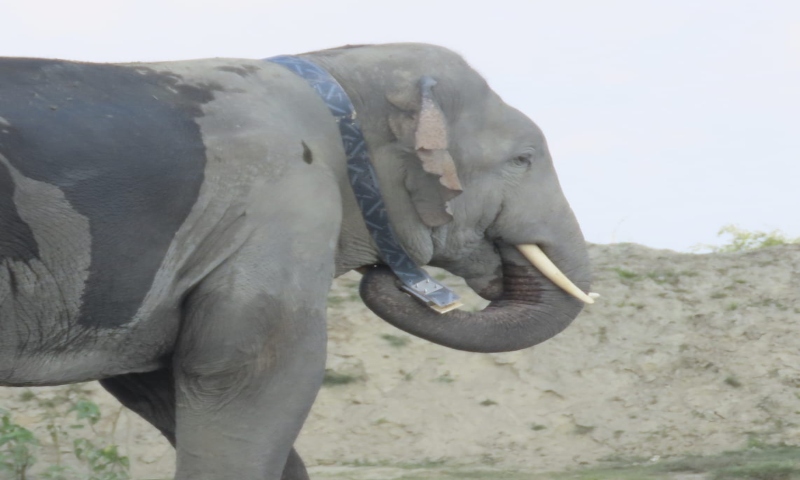 Collared but not tracked: Fatal elephant attack in Assam's Nalbari raises monitoring questions