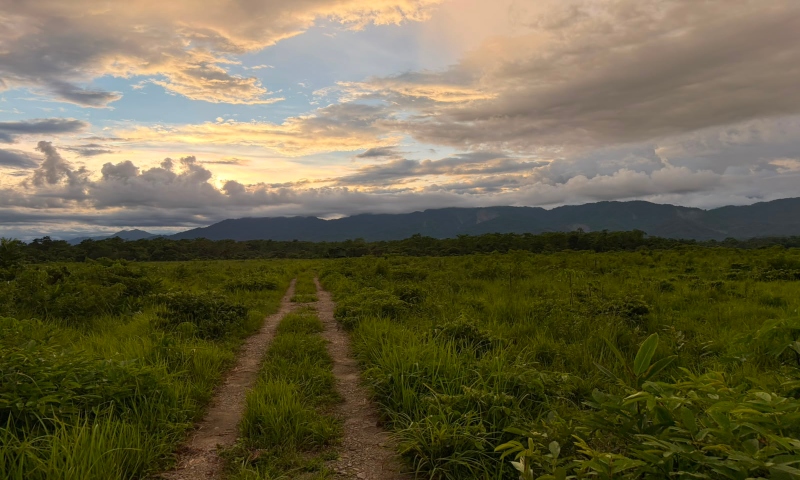 Grasslands shrink in Assam's two UNESCO World Heritage Sites; Manas faces a deeper crisis than Kaziranga