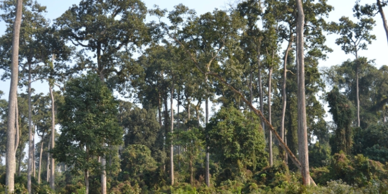 Only 2% forest-cover target met in 10 years, CAG audit exposes Green India Mission gap
