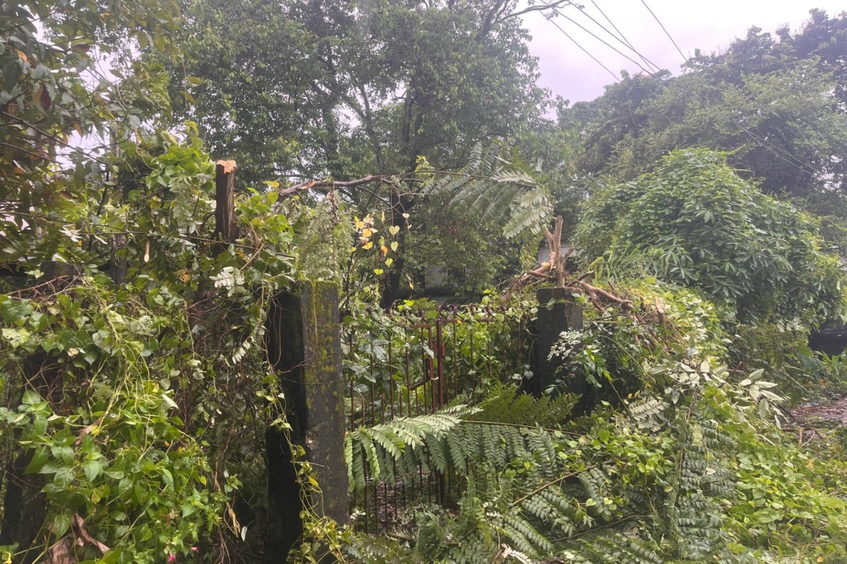 Assam: APDCL faces flak over tree cutting, erratic power supply in North Lakhimpur