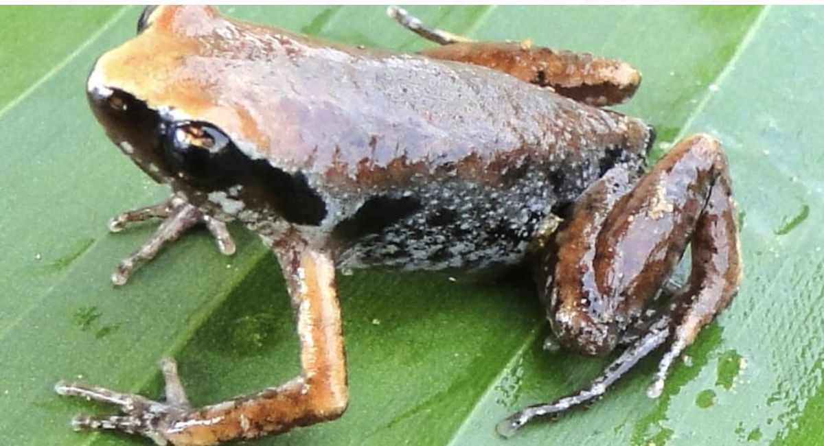 Mizoram: Researchers document rare Northeast Indian Paddy Frog in Dampa Tiger Reserve
