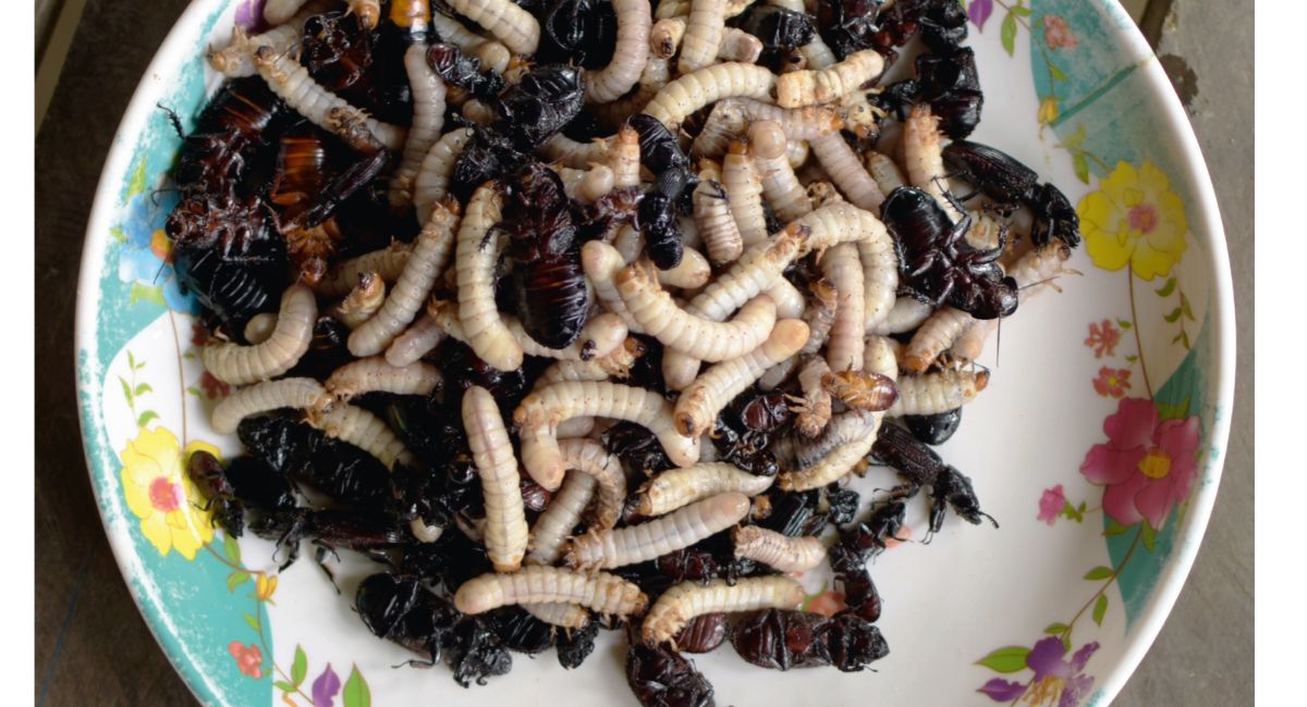 Northeast India's edible beetles offer protein-rich food source, but habitat loss threatens populations