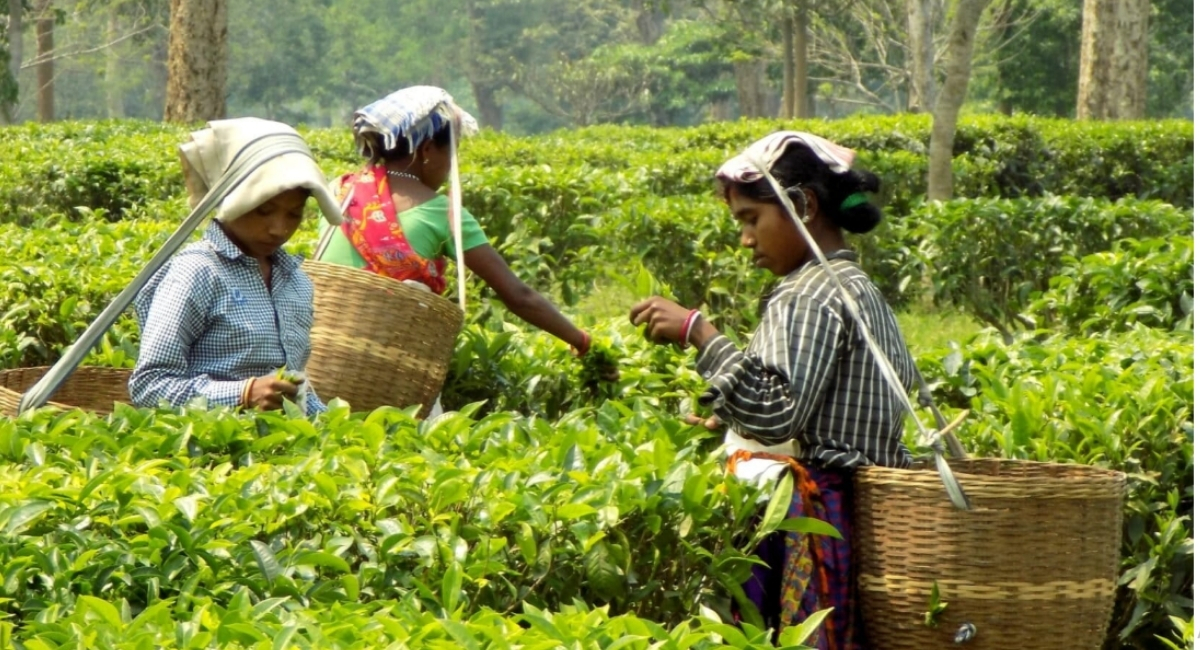 Assam's humid heat challenges India's conventional heatwave thresholds